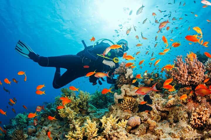 Samadai Reef - Dolphin House diving & Snorkeling Tour_ Marsa Alam