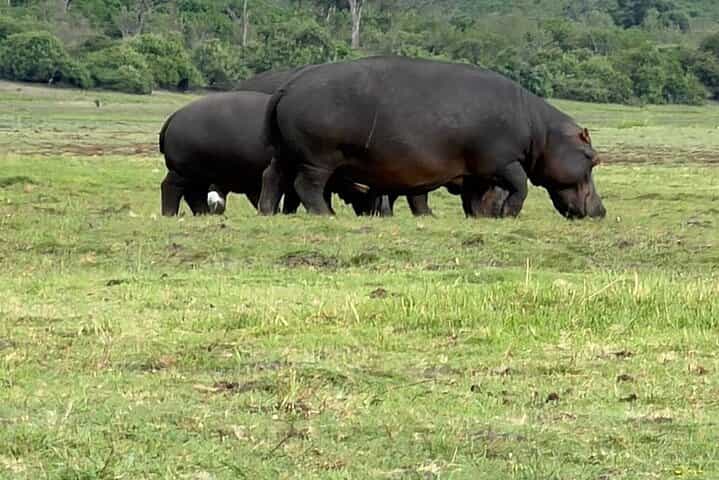 Chobe Morning Game Drive (Half-Day Safari)