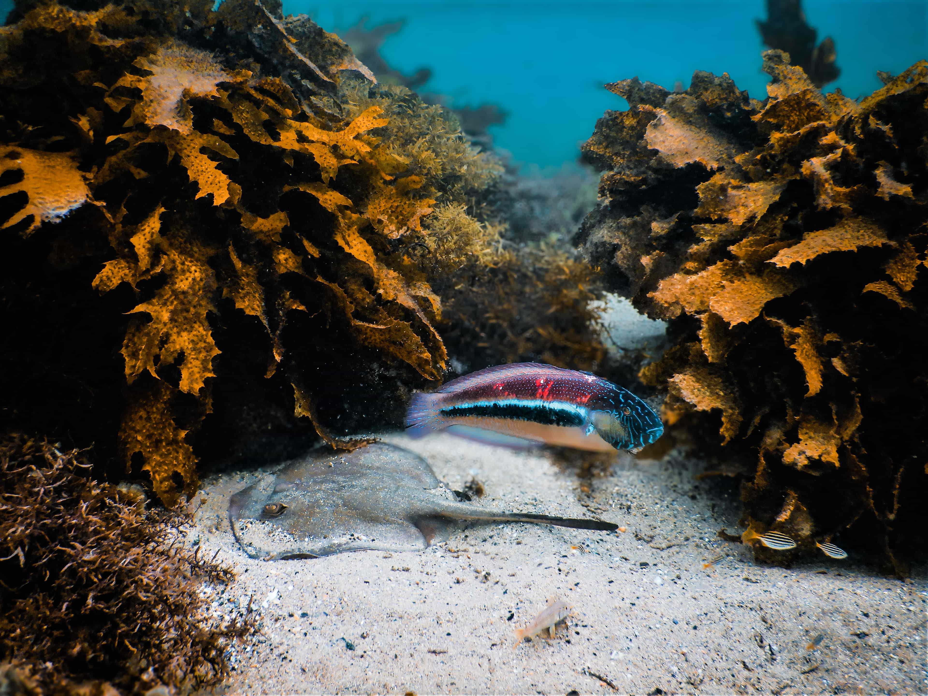 Snorkeling Tour: Discover Sydney’s impressive sea life