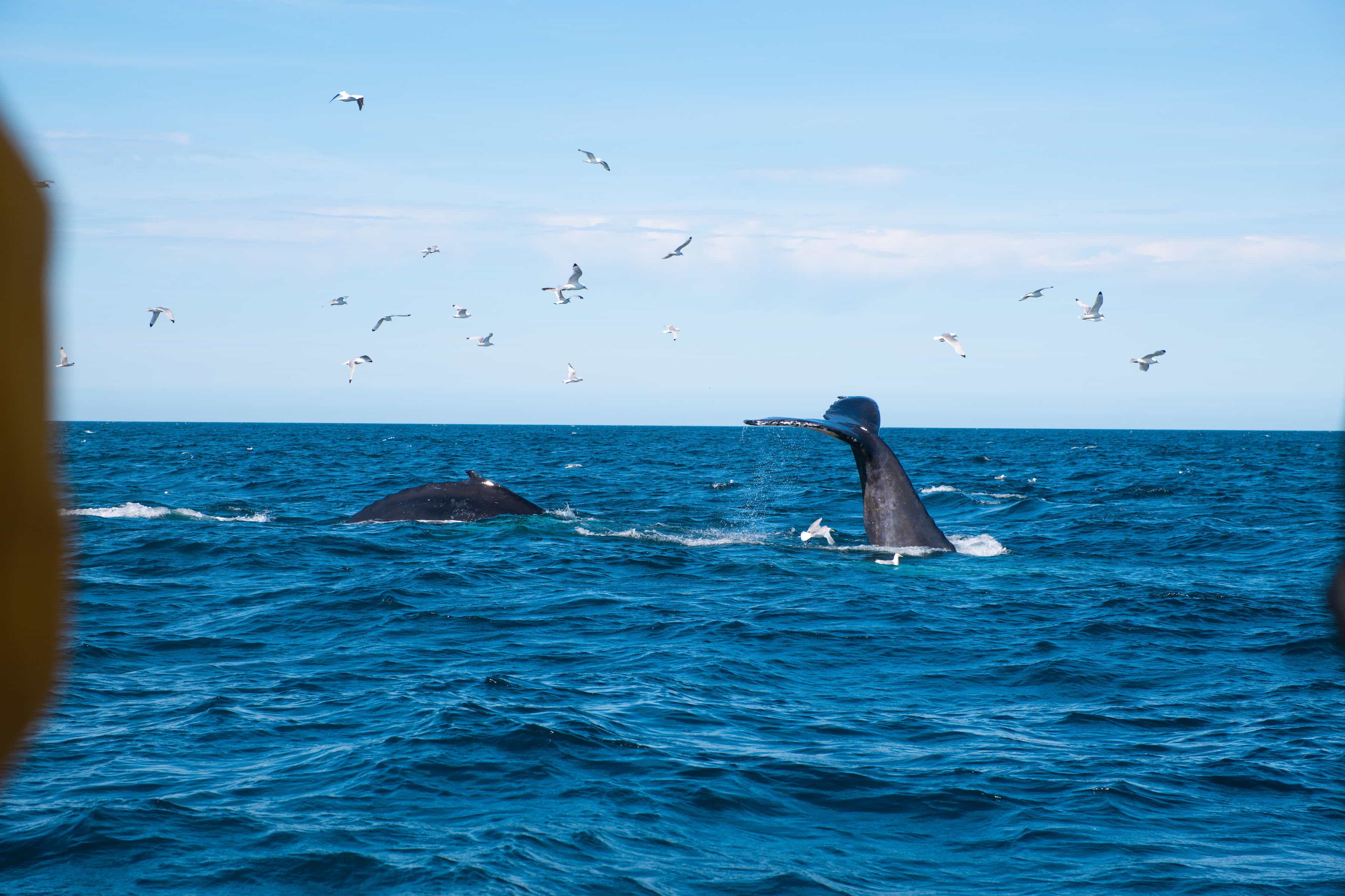An Unforgettable Arctic Evening with Whales, Puffins & Endless Daylight