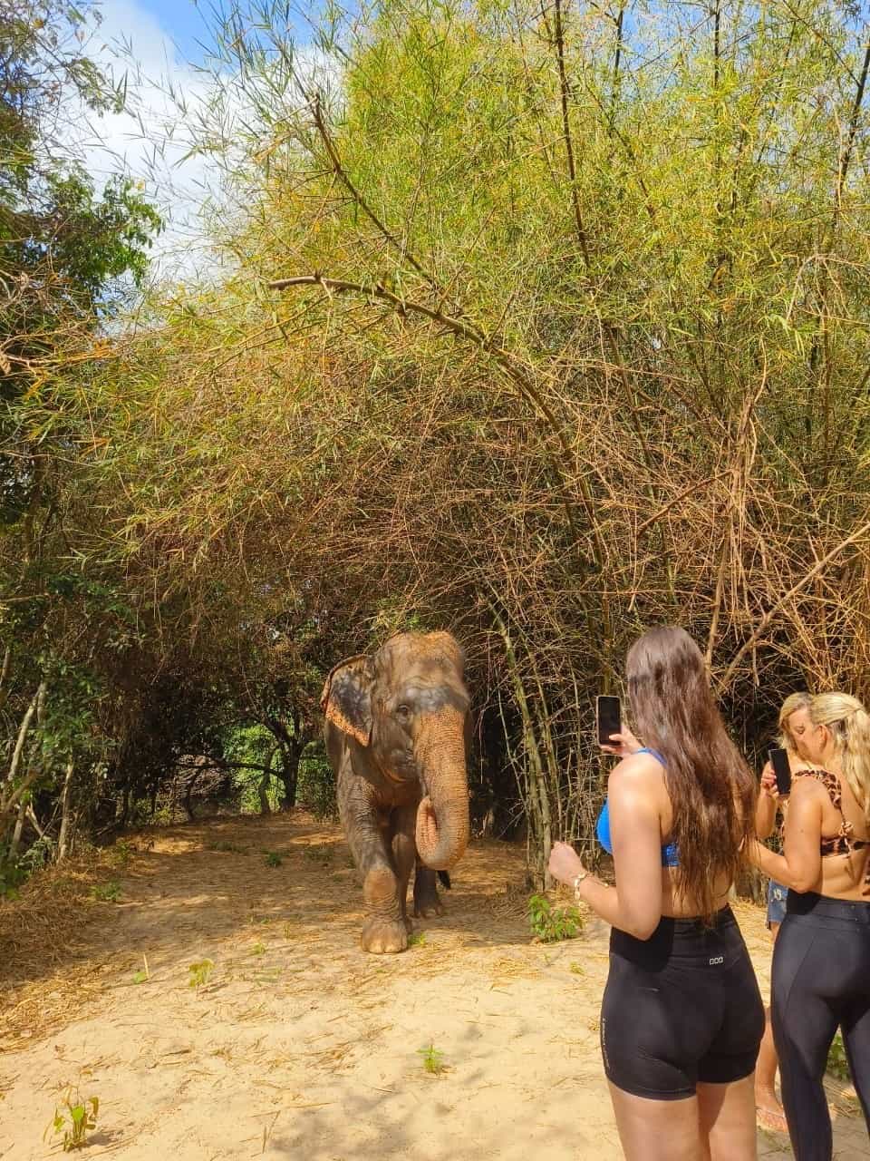 Cambodia Elephants Haft Day Experiences from Siem Reap