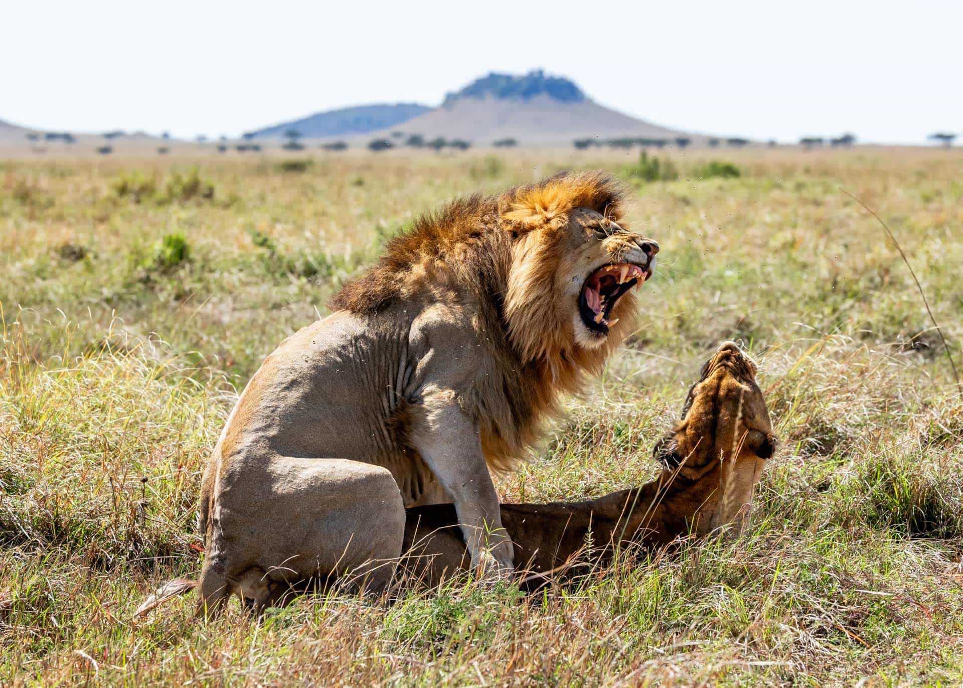 10 Days Honeymoon Safari in Magical Kenya