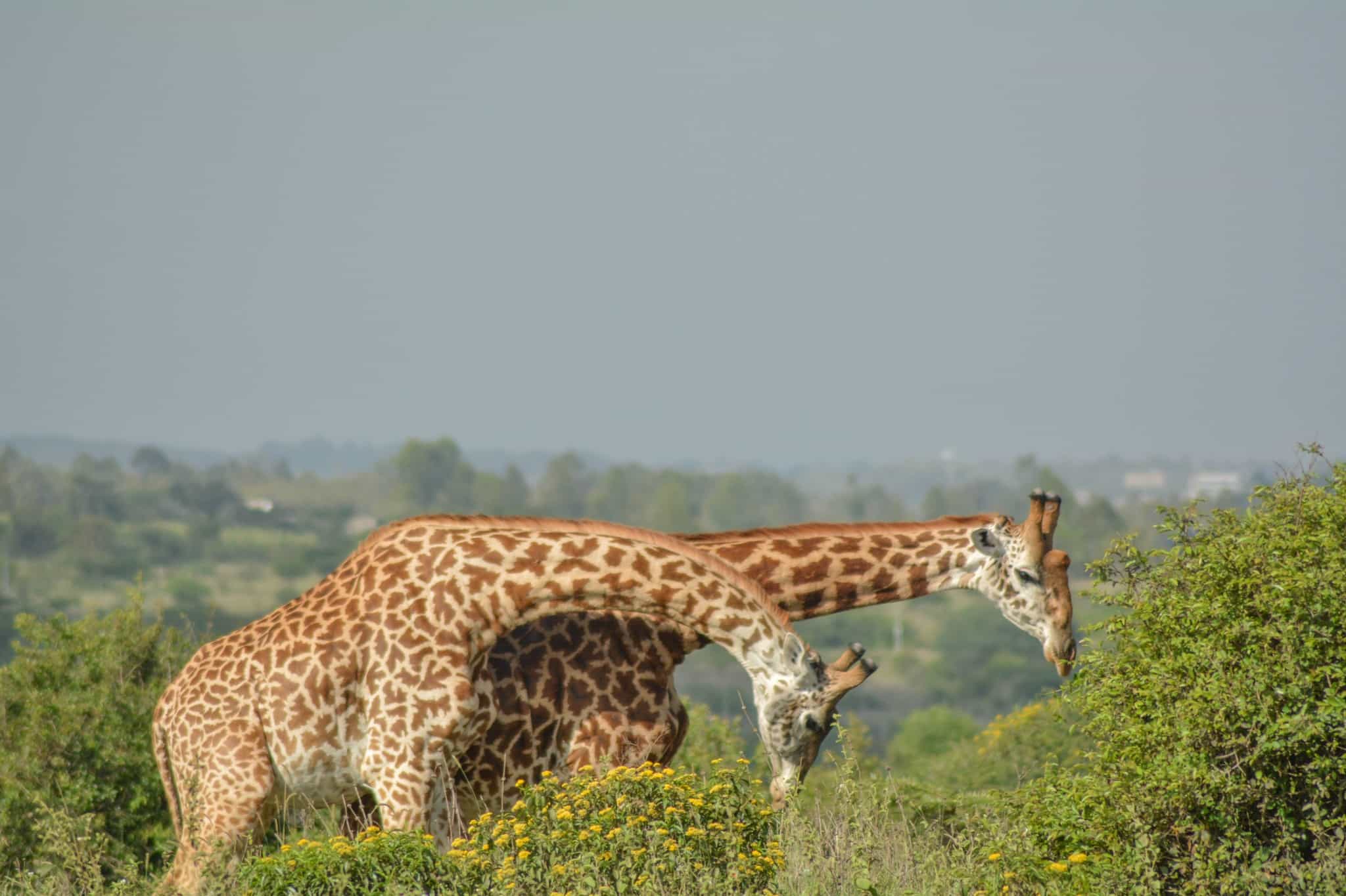 Nairobi National Park Tour