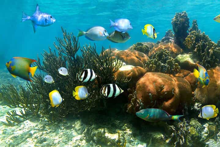 Turtle and Reef Sanctuary Snorkeling