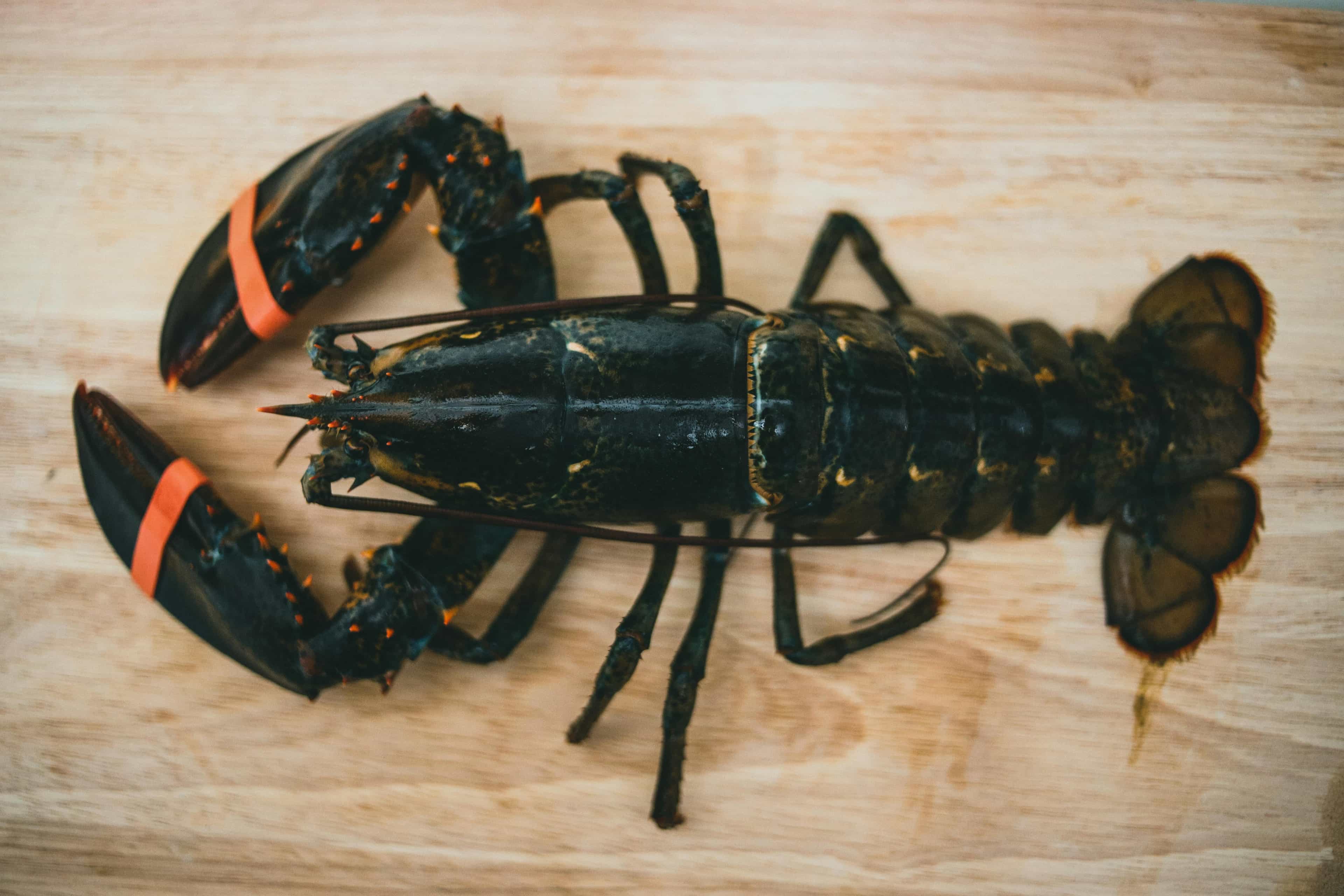 Lobster Safari (From Son or Moss)