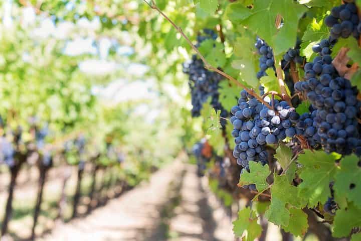 Mount Vesuvius Wine Tour with Lunch from Naples or Sorrento