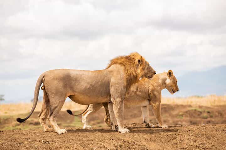 3 Days Private Mikumi National Park Wildlife Encounter Safari Tour