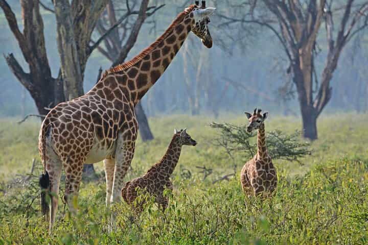 2 Day 1 Night Lake Manyara and Ngorongoro Crater Safari