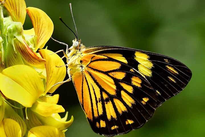 10 Days All Inclusive Tour Exploring Natural Beauty of Sri Lanka