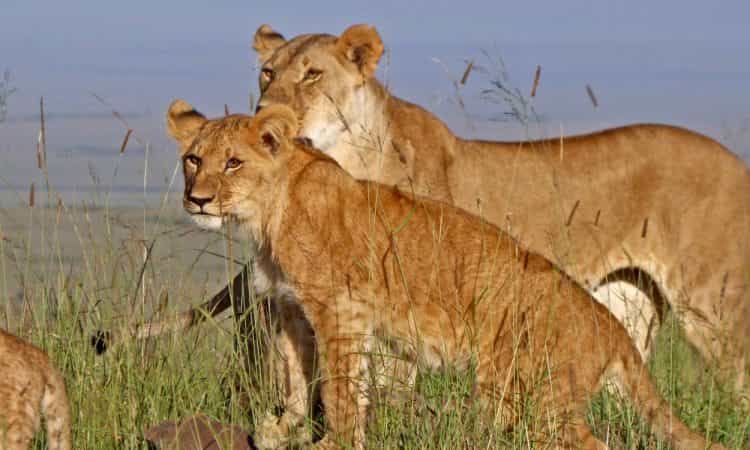 2-Day Masai Mara Safari with Game Drives
