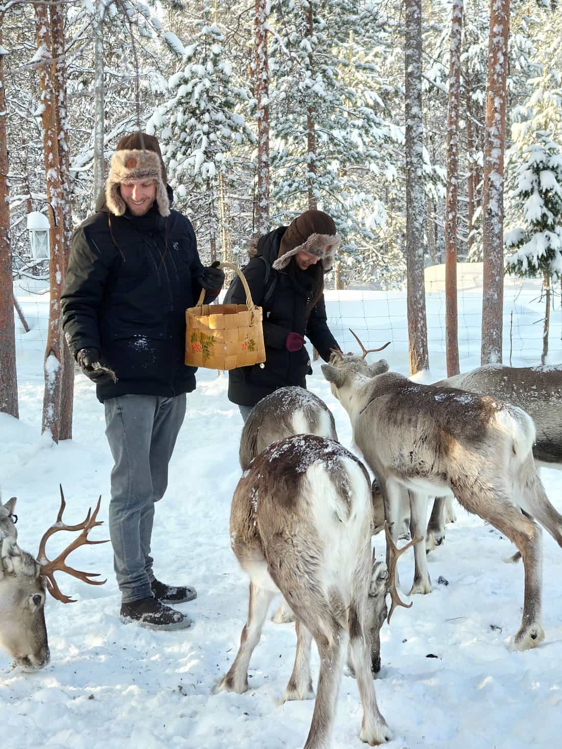 Meet & Feed Reindeer Experience