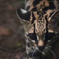 Wildlife Rescue Center  (Tour + Volunteer)