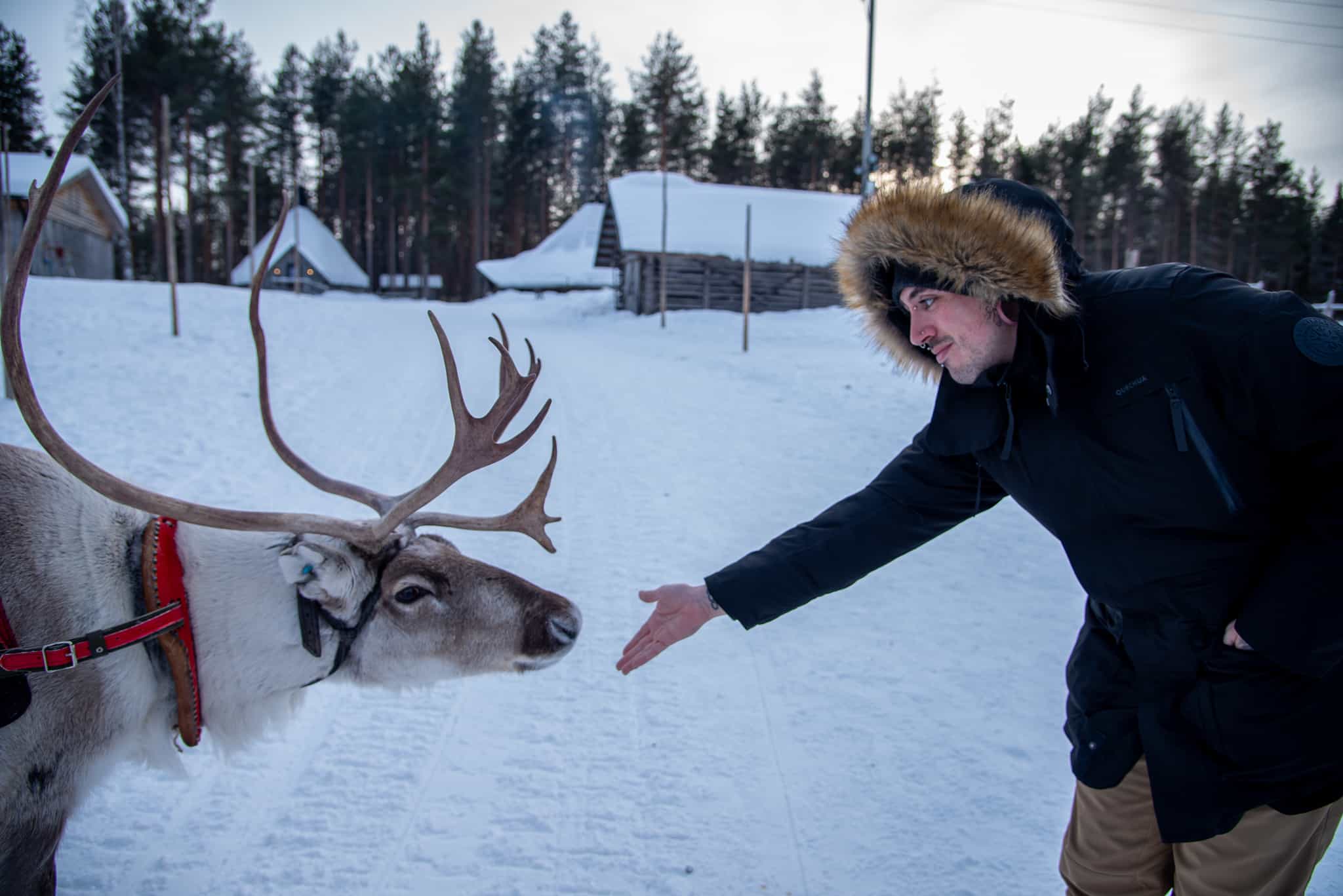 400M REINDEER SLED RIDE BY THE LAKE AT A TRADITIONAL FARM