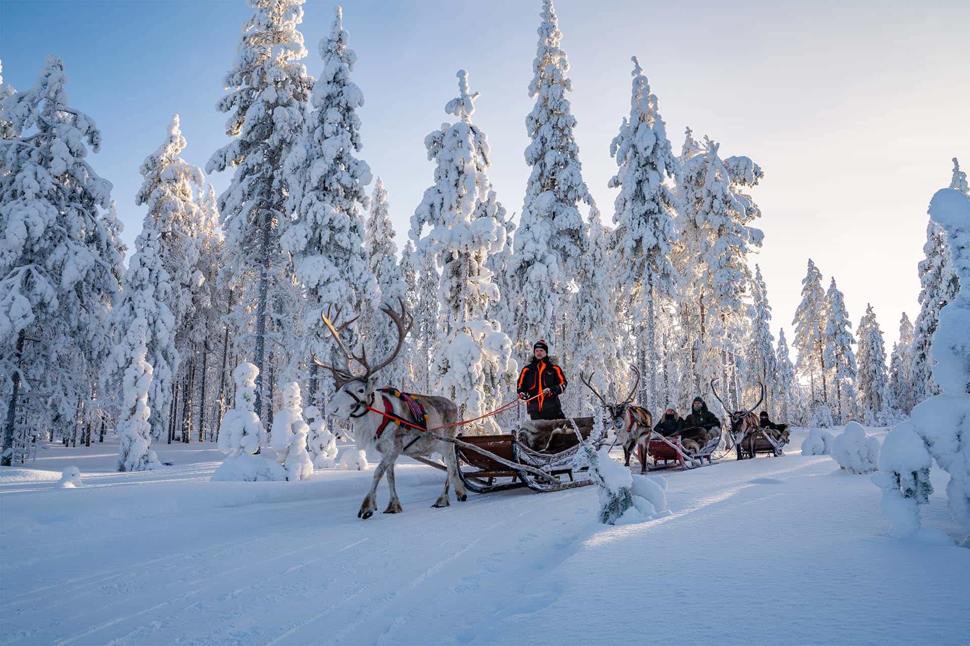 Snowy Forest Reindeer Ride in Rovaniemi