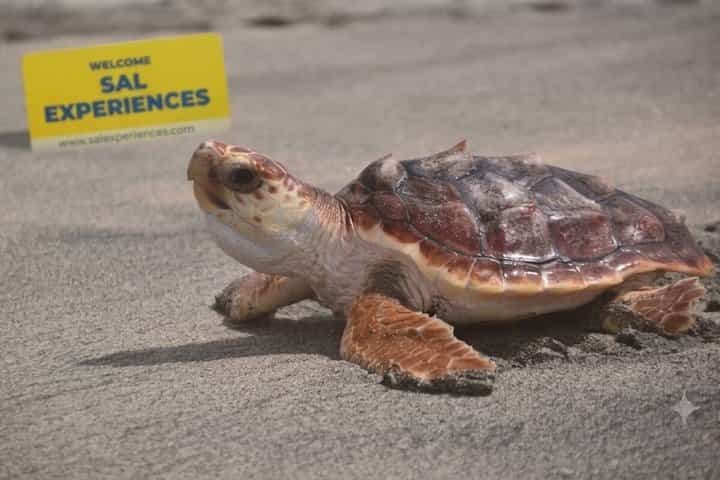 Sal Island Sea Turtle Watching Eco-Tour with Native Guide