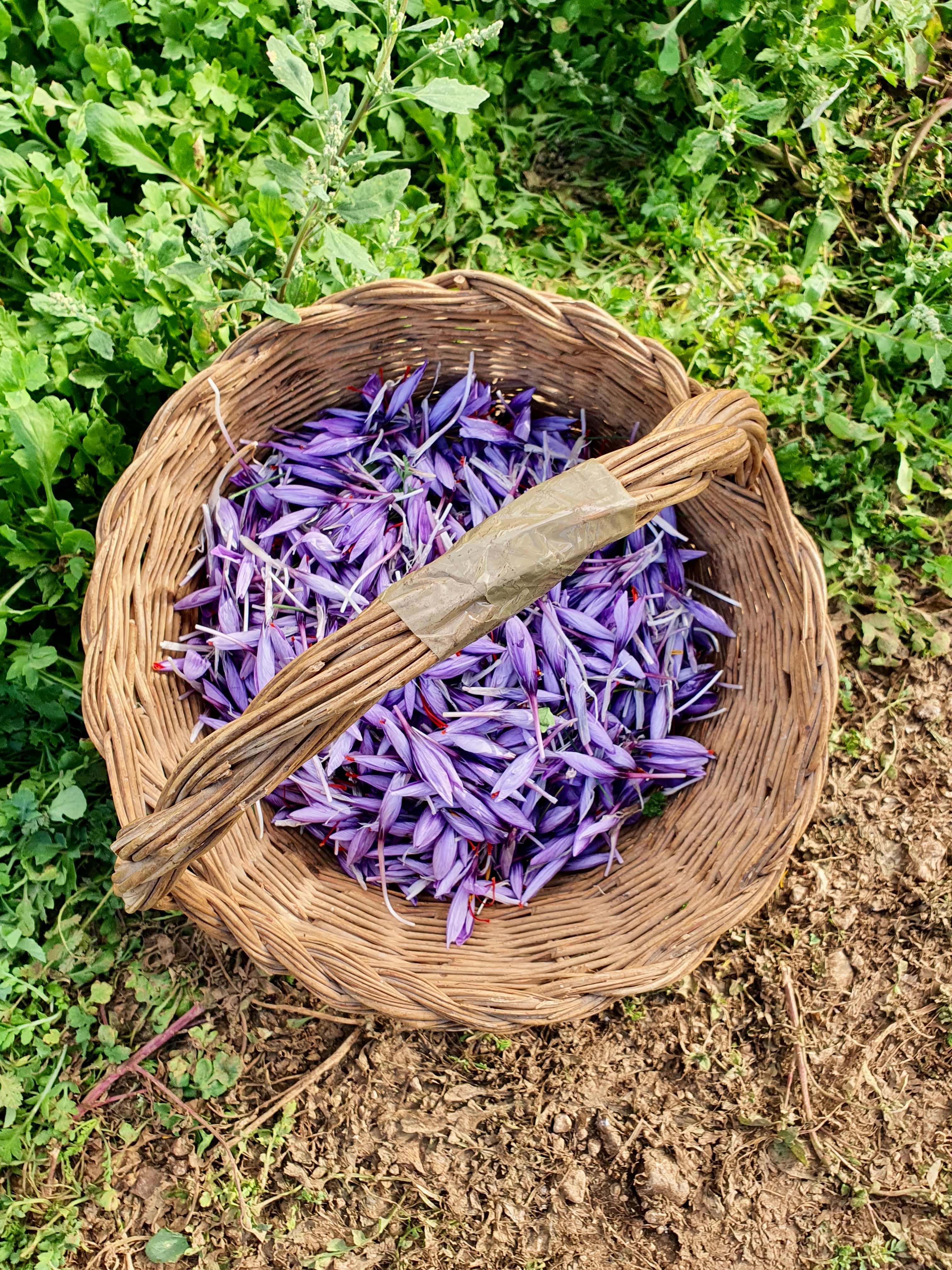 On the Trail of Red Gold: Navelli’s Saffron Harvest