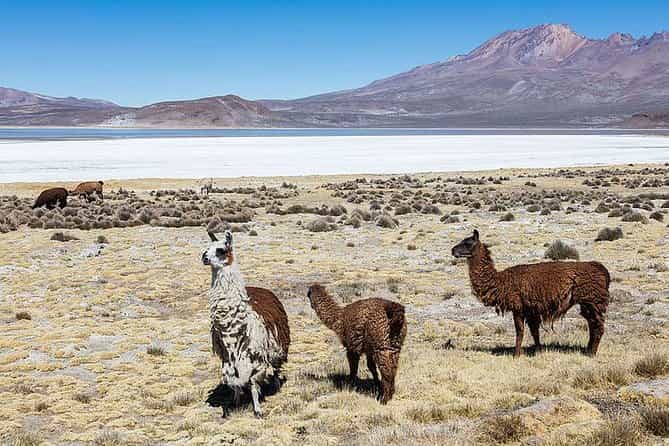 Salinas Salt Lagoon Private tour - Day Trip from Arequipa