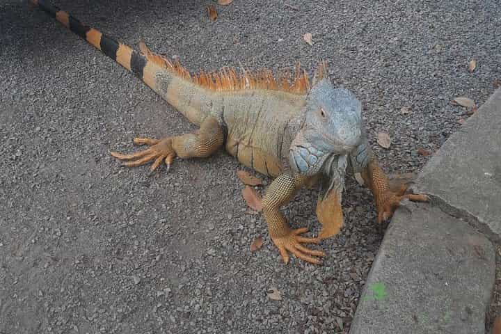 Roatan East End Adventure(Monkey,Sloth,Iguana Farm & Las Palmas Beach)