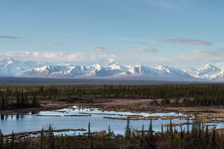 Authentical Denali Tour from Denali Park and Fairbanks