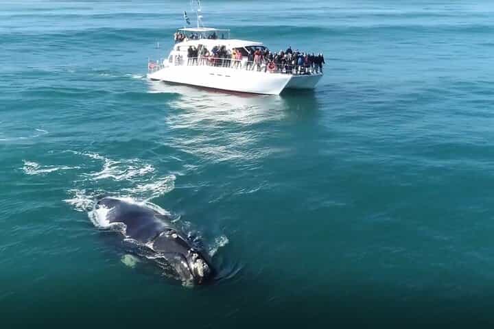 Whale Watching Tour to Hermanus from Cape Town 