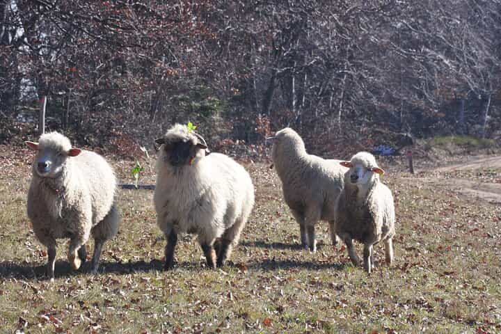 Rambling in Transylvania