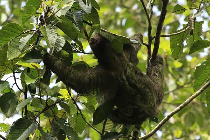 Guided Walking Sloths Observation 
