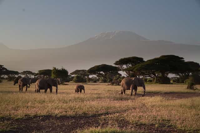 Kenya’s Signature Grand Circuit : 8 Days of Elite Wildlife & Rift Valley Luxury