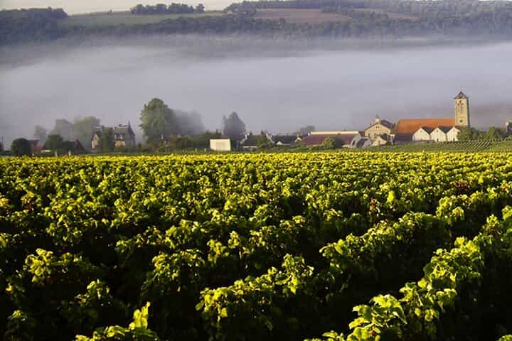 Moet et Chandon, Vineyards, Cellars, 7 tastings Private Champagne Trip.