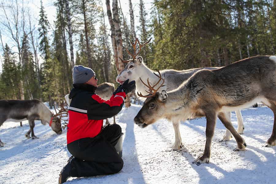 Reindeer Herder’s Day in the Wilderness — snowmobile sled & soup lunch, Levi