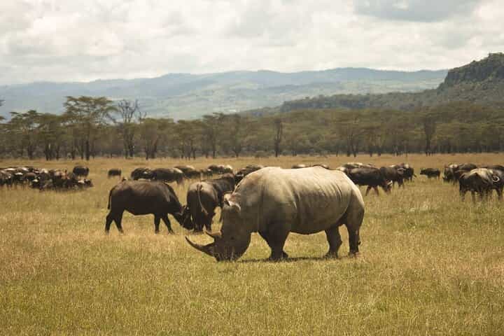6-Day Group Joining Safari- Nairobi, Nakuru, Naivasha & Amboseli