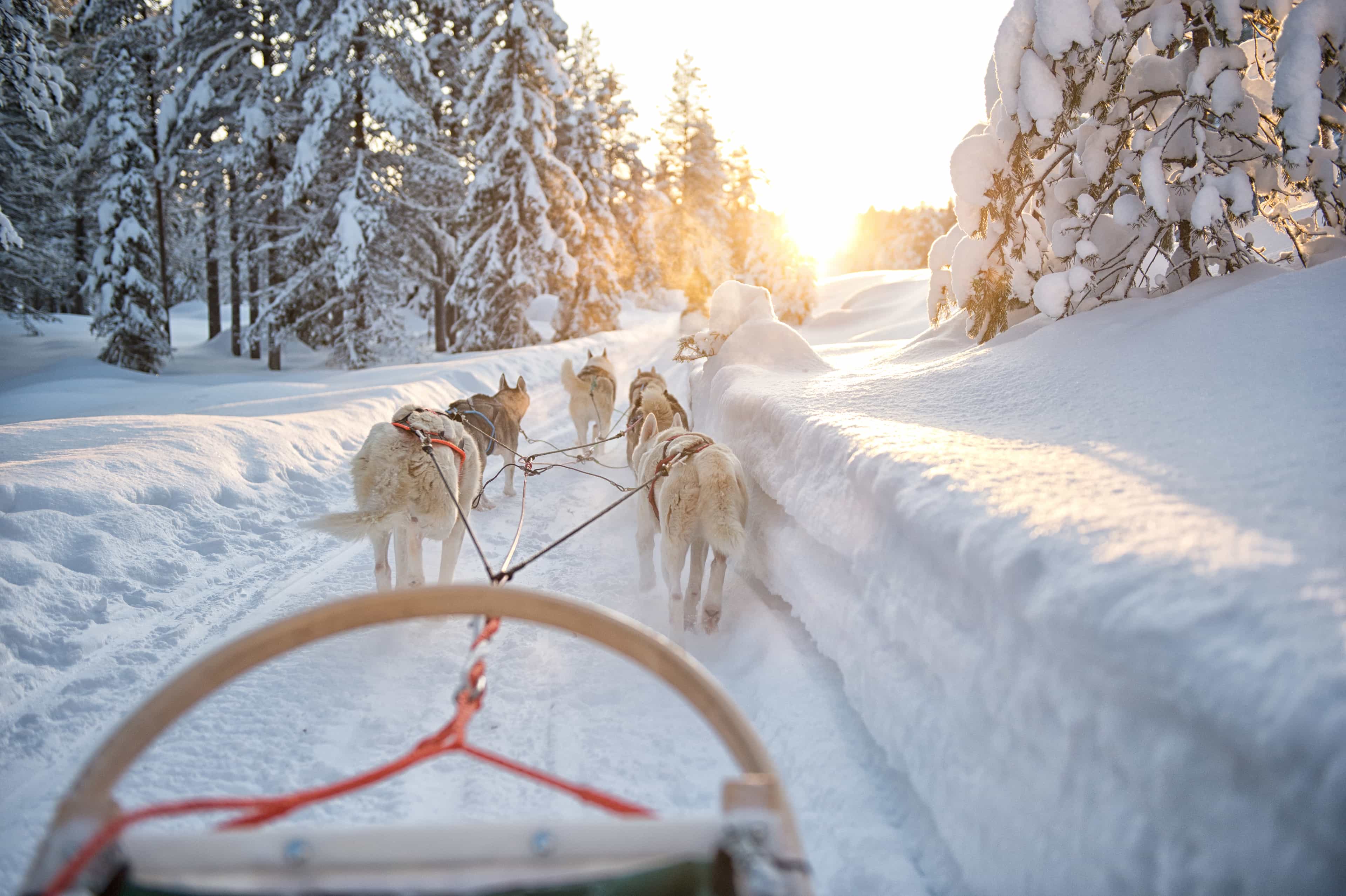 Private - Self-Drive Husky Sled Adventure in Levi (By request)