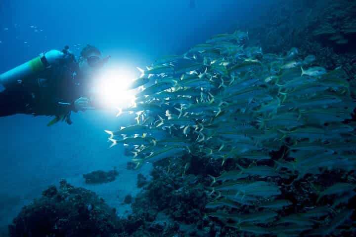 Night Diving in Fujairah