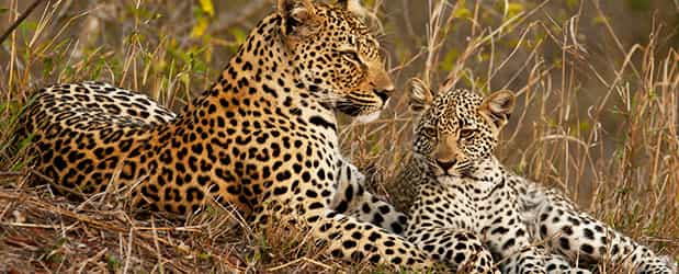 3 Days Masai Mara Midrange Group Safari