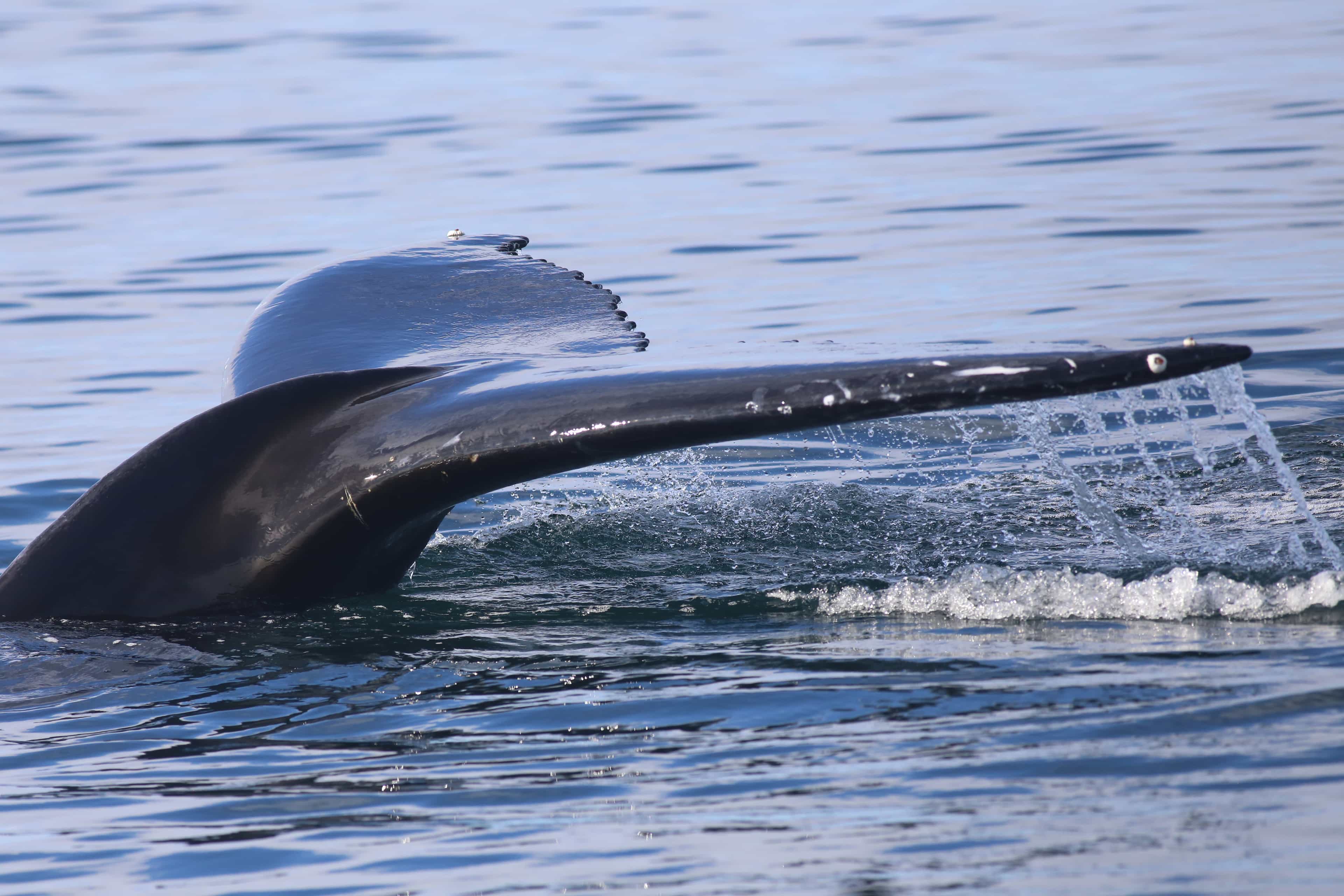 9pm Whale Watching Cruise in the Arctic Sun