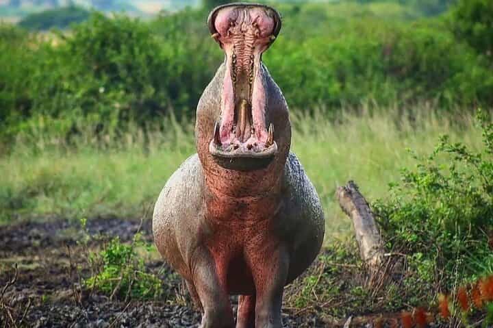 Private Day tour to Lake Mburo National Park