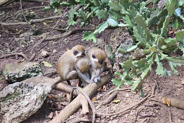 WTL - GUIDED TOUR W/ MONKEY FEEDING