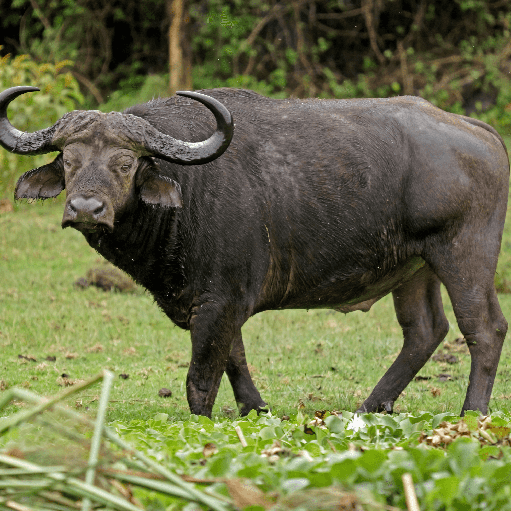 4-Day Ol Pejeta Conservancy & Samburu Private Safari from Nairobi
