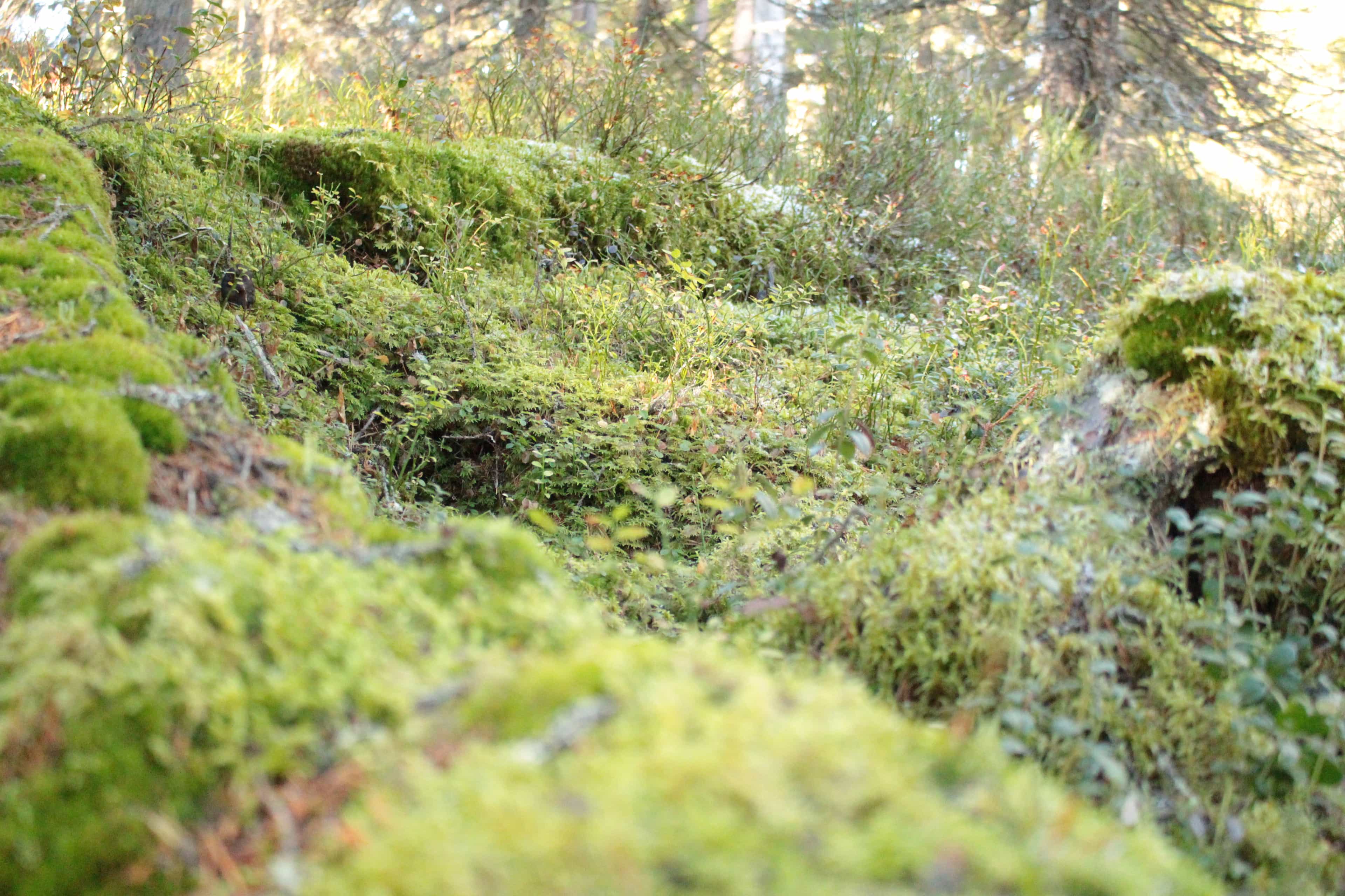 Hiking in Iivaara nature reserve - private excursion