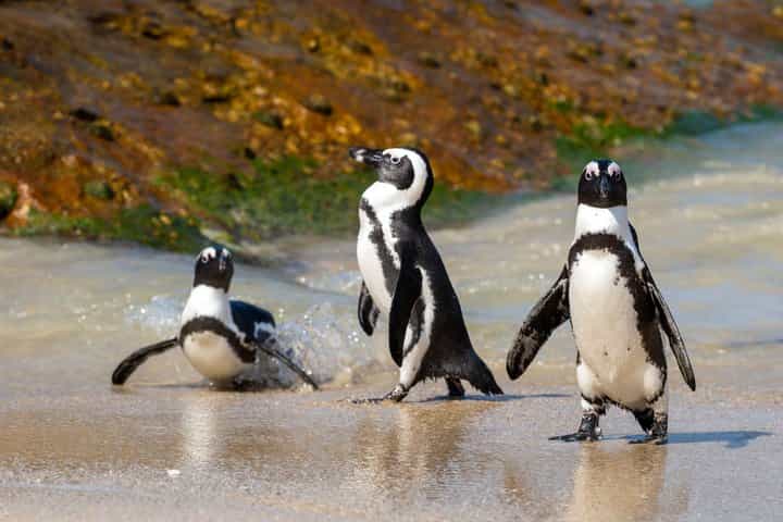 Table Mountain, Penguins Colony and Cape of Good Hope Small Group Shared Tour