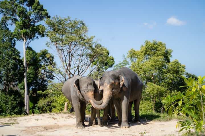 Guide Tour to Patong Hilltribe Ethical Elephant Village 