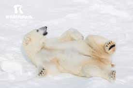 Arctic Wildlife Adventure: Ranua Zoo Tour