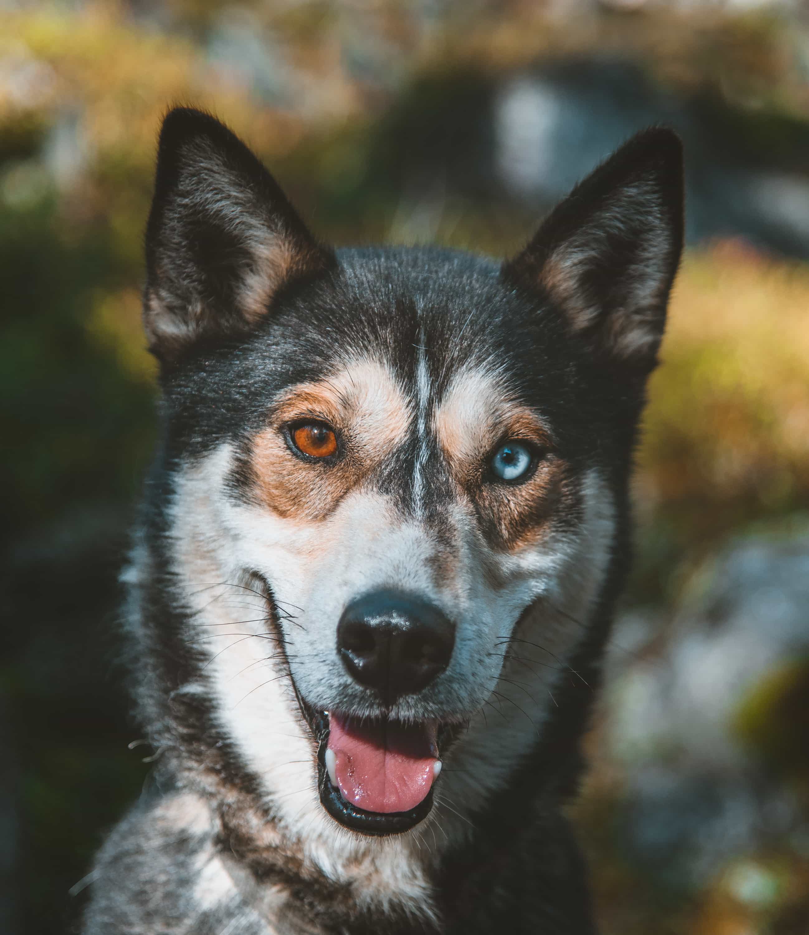 Pure husky kennel visit