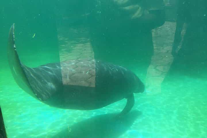 Botanical City Tour – Discover the Living Treasures of Manaus