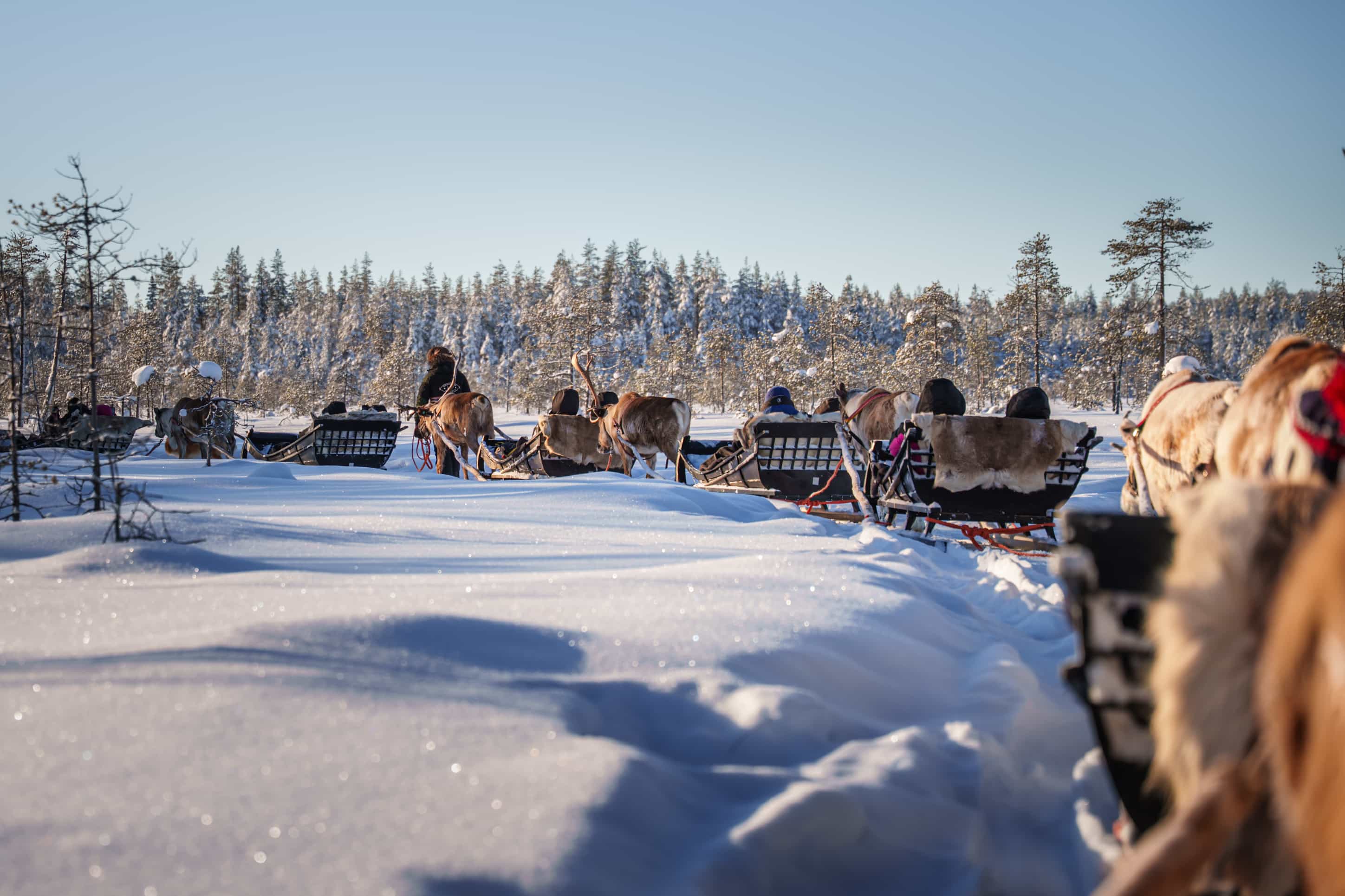 2.5KM REINDEER SLED SAFARI THROUGH THE SNOWY FOREST AT TRADITIONAL FARM