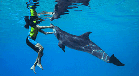 Swim With Dolphins (Deep Water)