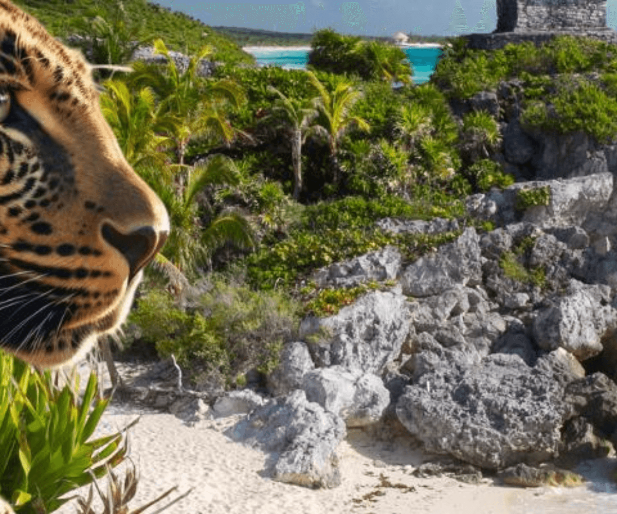 Aventura en Tulum y el Parque de los Jaguares 