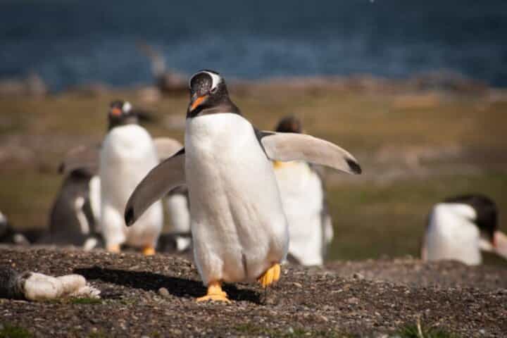 Beagle Channel sailing to the Penguin Islands