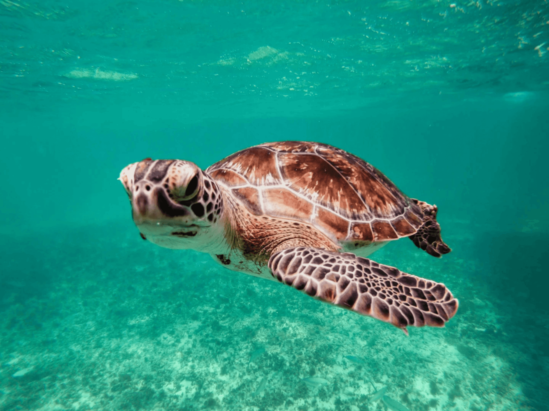 Excursión a Tulum y Akumal