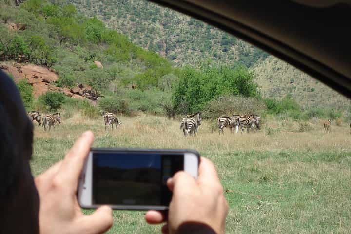 Full Day Pilanesberg Safari Tour