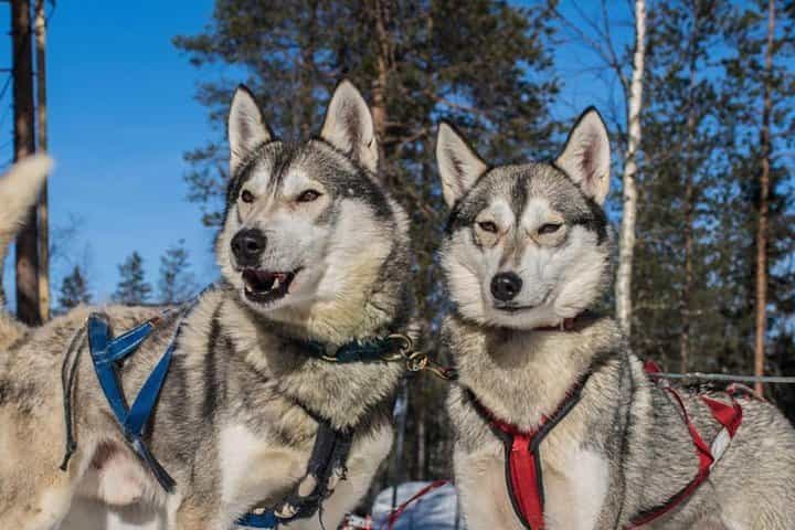 Lapland Combo Experience: Reindeer Sled Ride & Husky Safari in Levi with Cozy Farm Visits and Hot Drinks